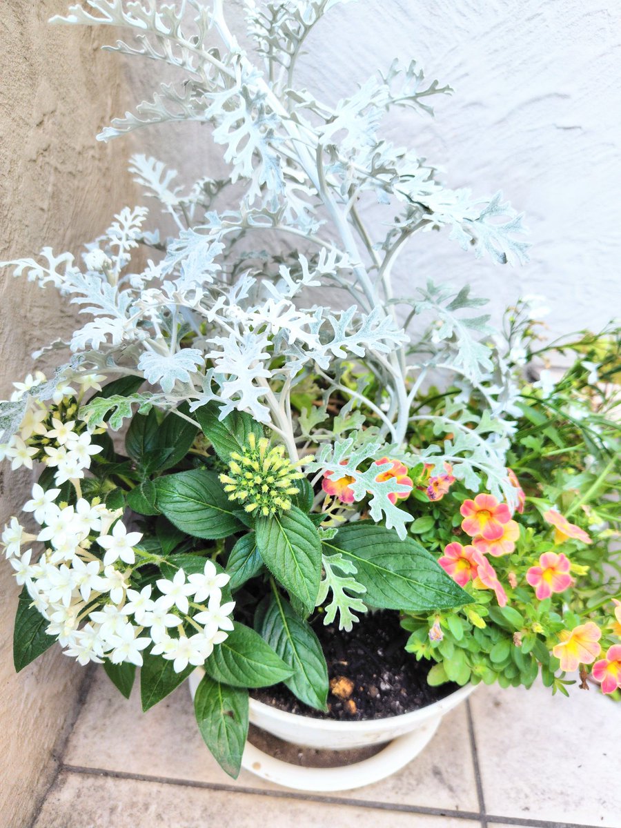 ebiRider21's tweet photo. 少し寂しくなった寄せ植えの植え替えをする

やってるのは素人のおっさんなので、いつもかなりテキトーなのである🌸🥀🌻

#園芸
#寄せ植え
#季節の花
#ガーデニング https://t.co/staUQzz6PA