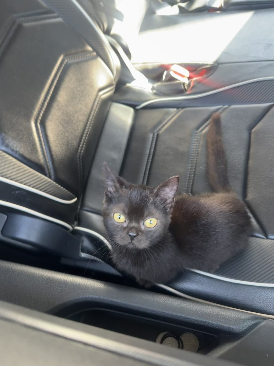 naooo__66's tweet photo. finding new babu (parents)!!! OPEN ADOPT KITTEN 5 BULAN MUNCHKIN FULL BLACK. JOGJA📍📍

aku berhenti adopt karna masih mahasiswa jdi wktu kbnykn d pake d kuliah dtmbh kondisi ekonomi masih terbatas🥲

yg mau adopt bisa lnsng dm, bisa cod juga (jogja)

#kucing #catlovers #cat https://t.co/voJY3XOiis