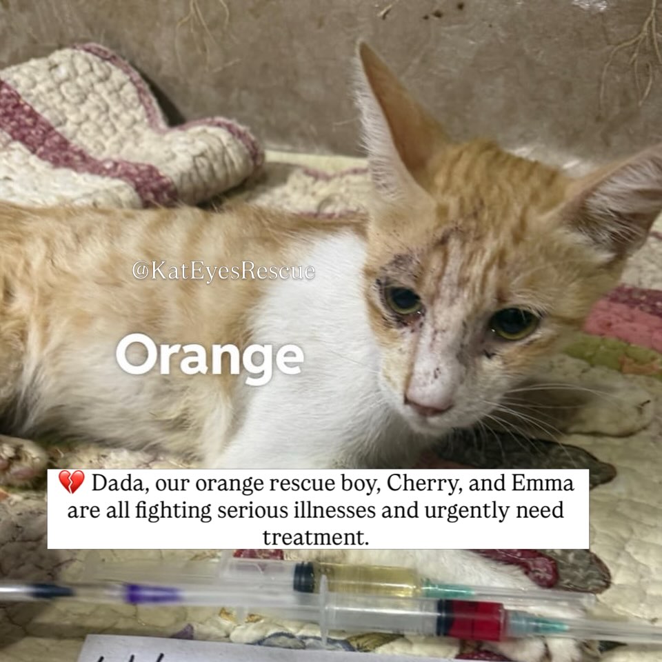 housepawshelter tweet picture