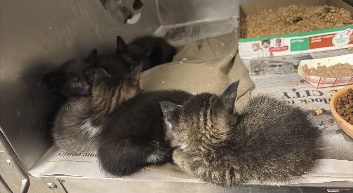 breezybubbs's tweet photo. The boys are now cats 🫶🏼 had a litter of 5 boys come in and I had to 🥹 https://t.co/Oayfk9xGTa