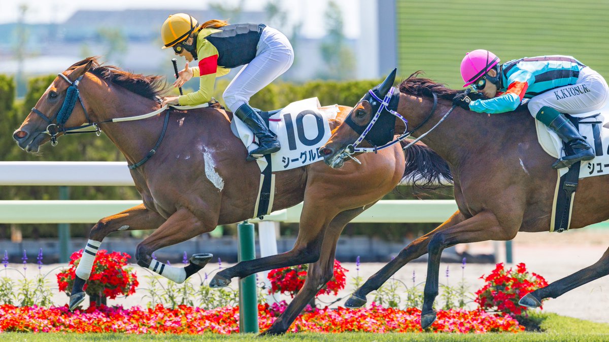 le_courage0610's tweet photo. 50kgの斤量を活かして会心の逃げ切り勝ち

シーグルロス
（2026/6/14 7R 3歳以上1勝クラス）
#小林美駒 騎手 
#函館競馬場 https://t.co/cFRW02v5Vm