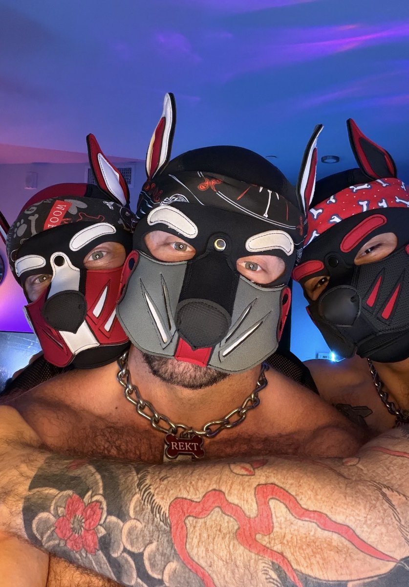 themusclepup's tweet photo. My beautiful boys ❤️ https://t.co/e5Hk4j6deA
