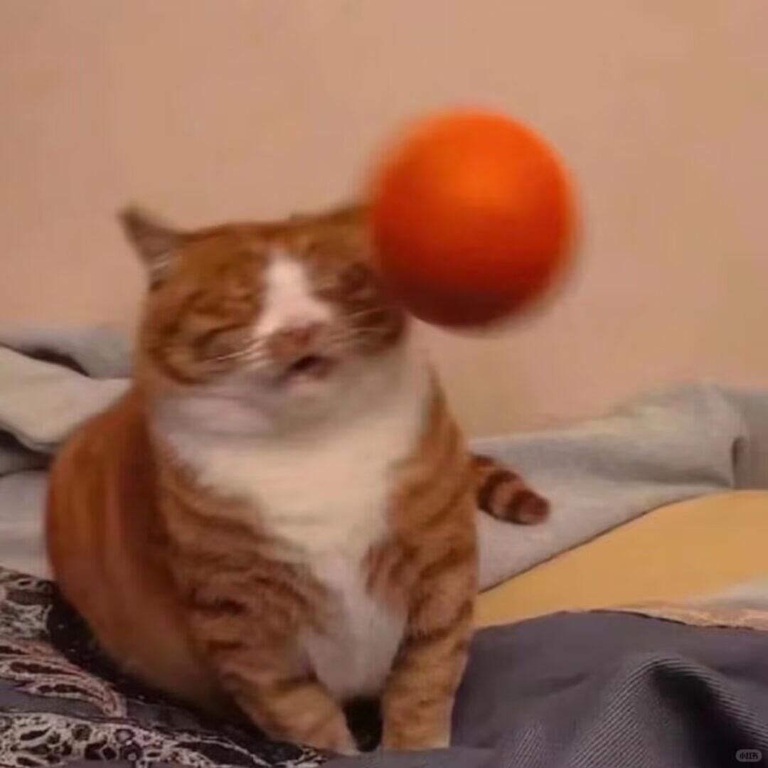 nocontextscats's tweet photo. noooooooo https://t.co/GUi7UOsJjs