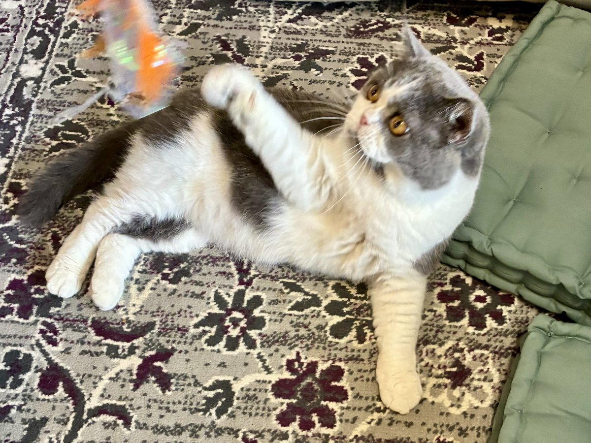 fucaQ's tweet photo. 運動させたくておもちゃ振っても横着して寝転んだまま猫パンチするー

君、若いんだからさあ( ˘•ω•˘ ) https://t.co/YNJDNtzaAK