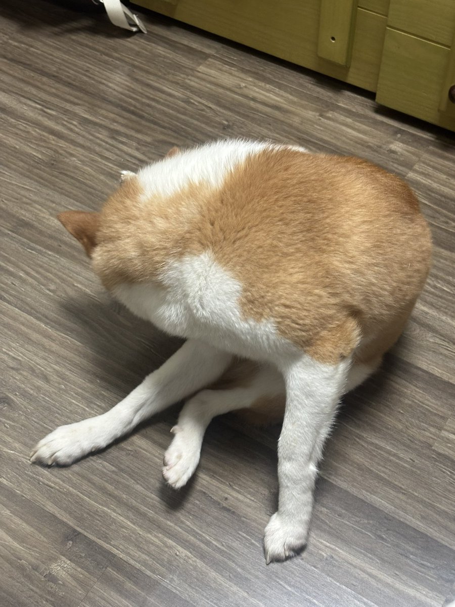 sheislatte's tweet photo. 방 치우면 좋은 점 강아지가 놀러와서 쉬다가 털 뿌리고 감 https://t.co/fTDepgrNpE