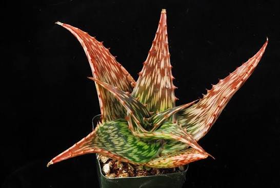 HersiAbdallah's tweet photo. Aloe djiboutiensis est une plante qui n’existe que sur le territoire djiboutien (région de Tadjourah). C’est une belle plante résistante (comme les djiboutiens). N’hésitez pas à la planter chez vous pour la préserver car elle potentiellement menacée. https://t.co/Cg9RfqOrLe