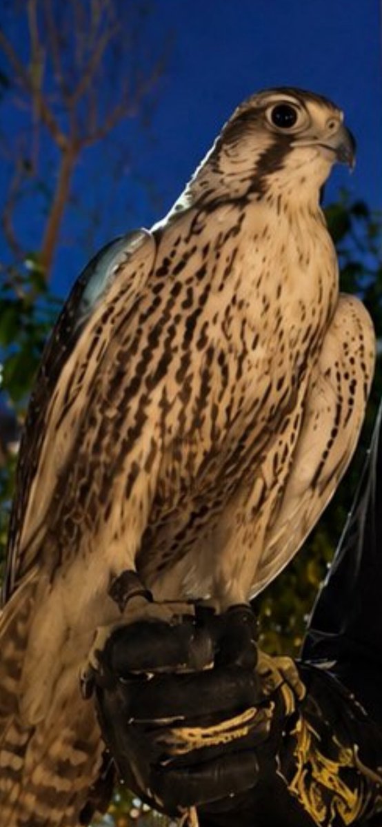 trgaY3's tweet photo. صباح الخير :  أما بعد /

الحُر لأمنه شلع يبعد الحوم 
ما يلتفت للقاع عقب ارتفاعه.🦅 https://t.co/8AOq1fQnG5