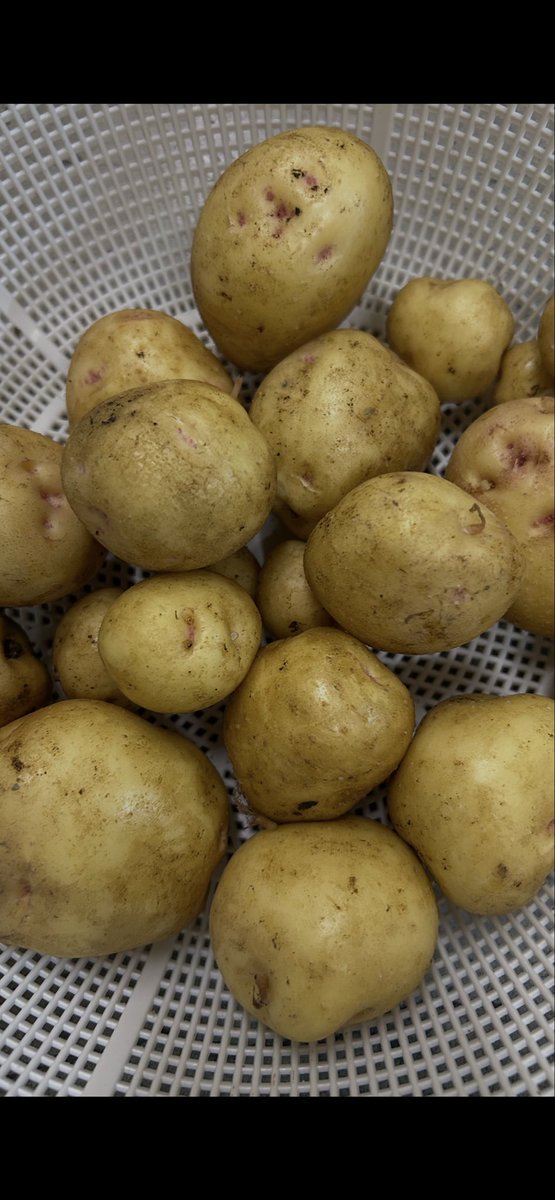 seek113's tweet photo. 🥔秘密の会社菜園夏🥔

じゃがいも収穫！！
発泡スチロールの中で育った北あかりくん🥔
大きさはバラバラだけど
2人でお世話したので採れたじゃがいもは半分こ

#北あかり
#明日はきゅうりが収穫予定
#去年のオクラから取れた種を蒔いたらちゃんと育って花咲いた https://t.co/nwHdAPNrhw