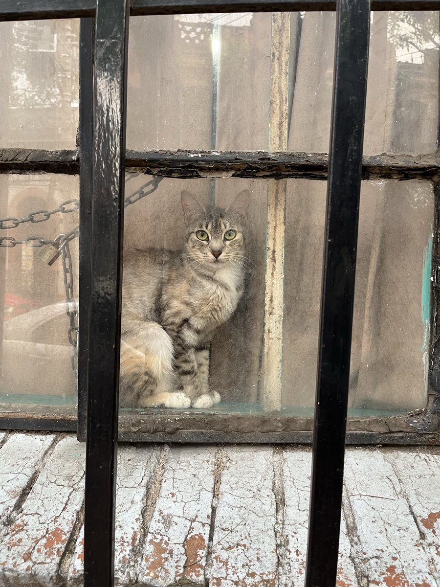 _enfermISA's tweet photo. Lindo gato, gato encarcelado https://t.co/wpkMMDgBR9