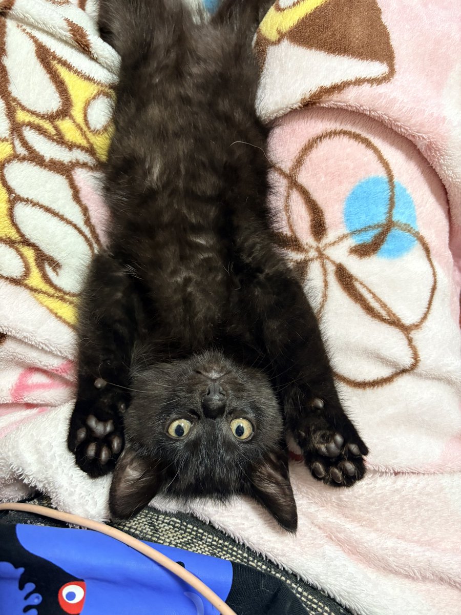 sag_ra's tweet photo. バンザーイ
…
スヤァ
#子猫
#黒猫
#里親募集
#関西 https://t.co/mlRGU3vf3i