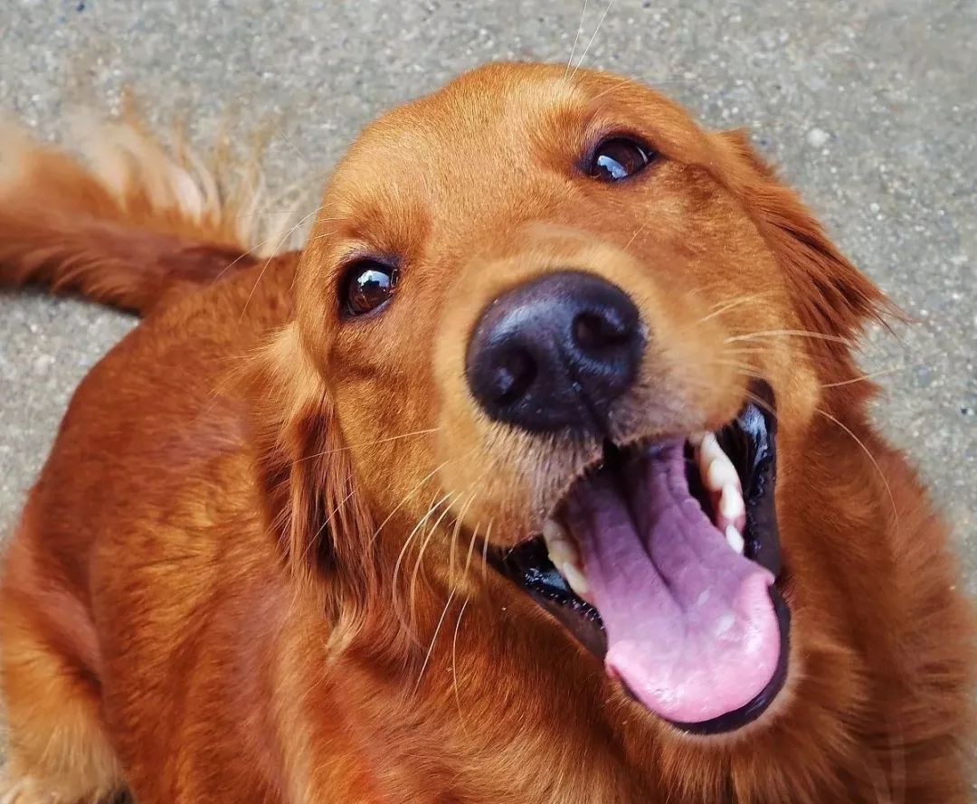 xXStylezzXx's tweet photo. [My golden retriever puppy just hit 6 months! Already growing so fast—new daily trick master  #PetGrowth #PuppyDays]， https://t.co/XbiIwJbhcA