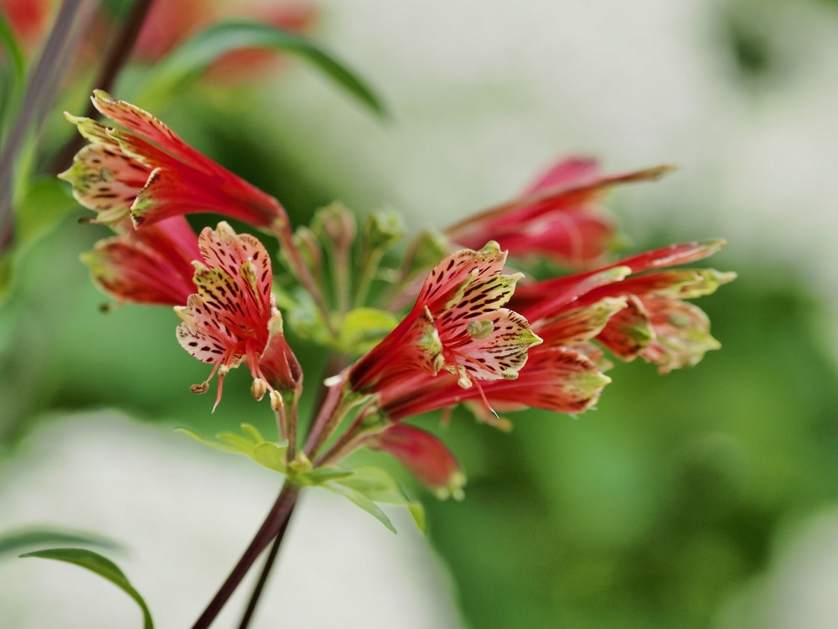 backyard822's tweet photo. アルストロメリア
#flower #TLを花でいっぱいにしよう
#キリトリセカイ #OMSYSTEM https://t.co/8oKCNA3J9V
