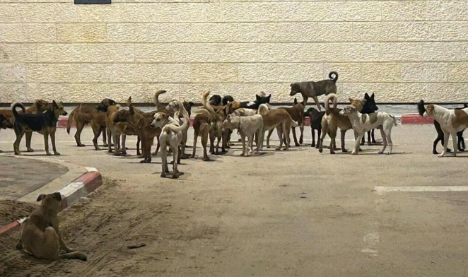 Defensa_Israel's tweet photo. Las manadas de perros salvajes de #Gaza se han convertido en un gravísimo problema para la población israelí que vive junto a la frontera. 
🇮🇱🔥🇵🇸  |  #Israel 
- Miles de perros abandonados durante la guerra llevan cruzando la frontera desde hace más de dos años a través de los portones en uso por el ejército, y se han convertido en una grave amenaza para el ganado lechero y las granjas avícolas.
- Para peor, atacan a la fauna silvestre de Israel, incluidas las crías de la gacelas (animales muy protegidos), además de que depredan a las hienas rayadas, los chacales, las liebres, erizos, y otros.
- Peor aún es que en los kibutzim (comunidades agropecuarias) de la frontera, sus ya traumatizados habitantes a causa de las masacres que sufrieron de manos de Hamas, viven ahora temerosos por los ataques de estas manadas, especialmente por el peligro que representan para los niños.
- En la imagen de la izquierda vemos a una manada dentro del territorio israelí y a la derecha vemos otra en Gaza, en donde se han alimentado incluso de los cadáveres humanos atrapados entre los escombros.