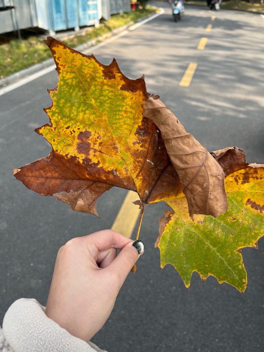 REGEND_DEV's tweet photo. Cool autumn breeze + pumpkin spice lattes = perfect cozy weekday. https://t.co/JlvJhiOXYU