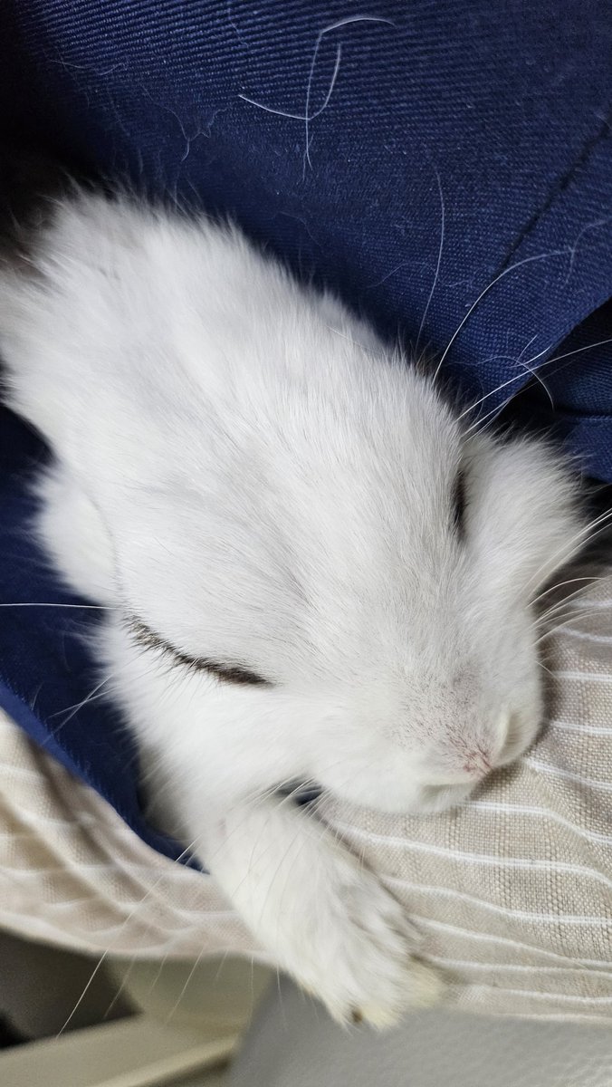 rabbit_mingming tweet picture