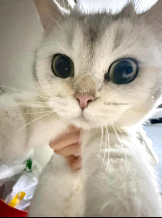 mya12193's tweet photo. 한원이 에버챗 프사 바꿨다 !!
푸딩이 너무 귀여워 ₍^˶⦁༝⦁˶^₎◞ ̑̑ https://t.co/muqkCFq0gB