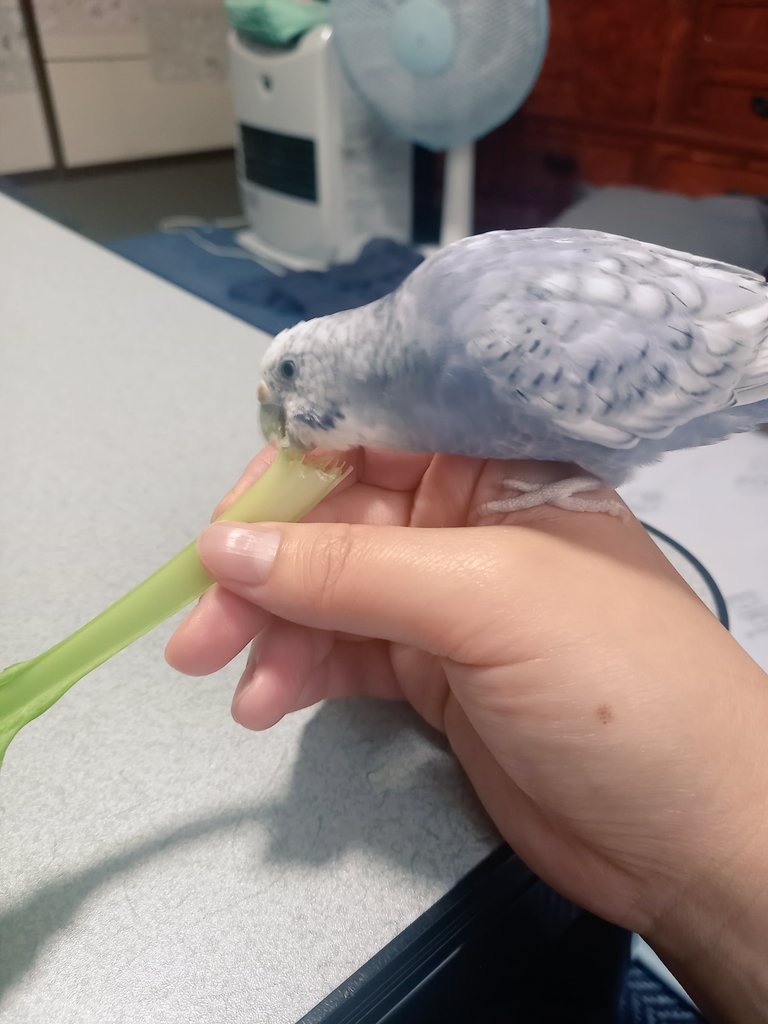 midou0113's tweet photo. 鳥ちゃんは葉っぱよりも茎が好き https://t.co/4oI7hAE1SC