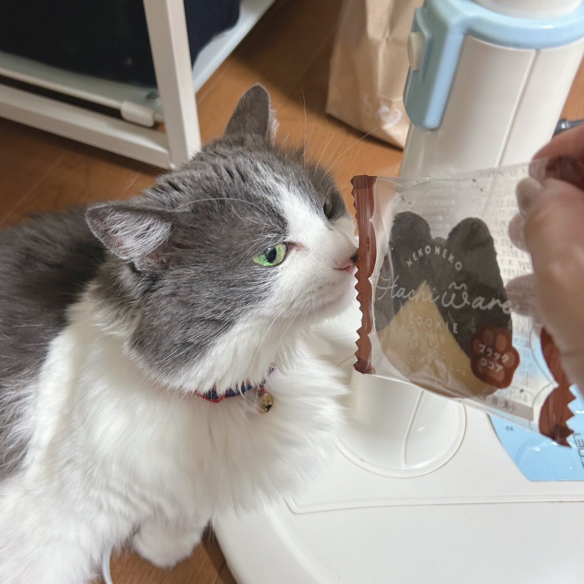 goth_make's tweet photo. ハートブレッドアンティークにてこんなクッキー見つけました☆🍪🐱

アッシュにそっくりなねこねこはちわれクッキー🍪🐈🐈‍⬛🐱

はちわれを見つけると目が行ってしまいがち❣️

アッシュにも見せるとやはり興味津々☆

#MIHALBLOG #ねこねこはちわれクッキー #ハートブレッドアンティーク #猫好きさんと繋がりたい