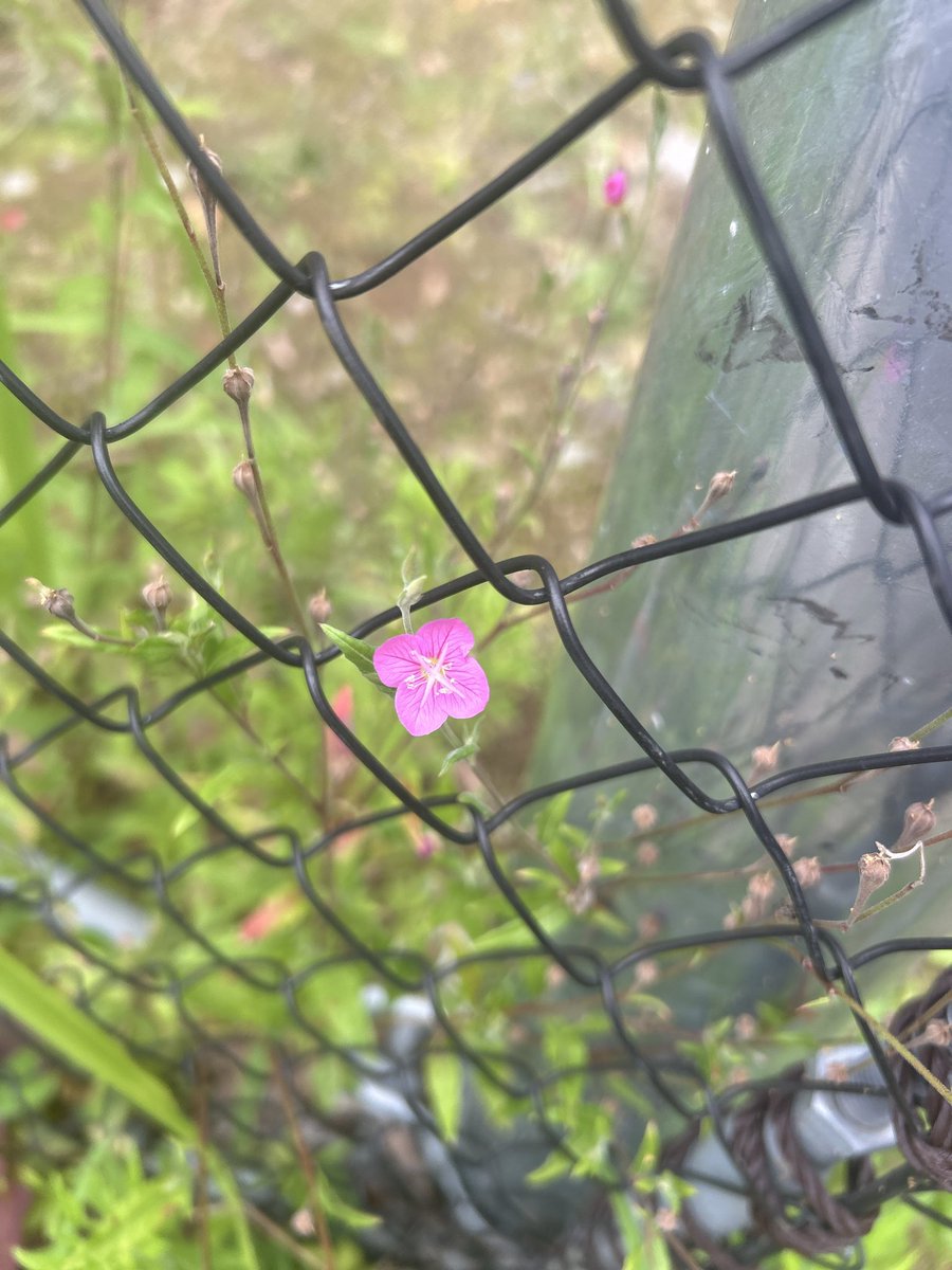 shgwrs's tweet photo. 今日のかわいいはこれ https://t.co/k9z22YMUlA