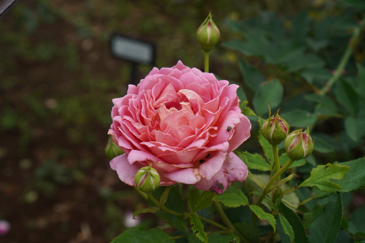 uduki0410's tweet photo. バラ園をウォーキング
#SonyCamera #SonyImagingEdge https://t.co/CNWcYZrOeq