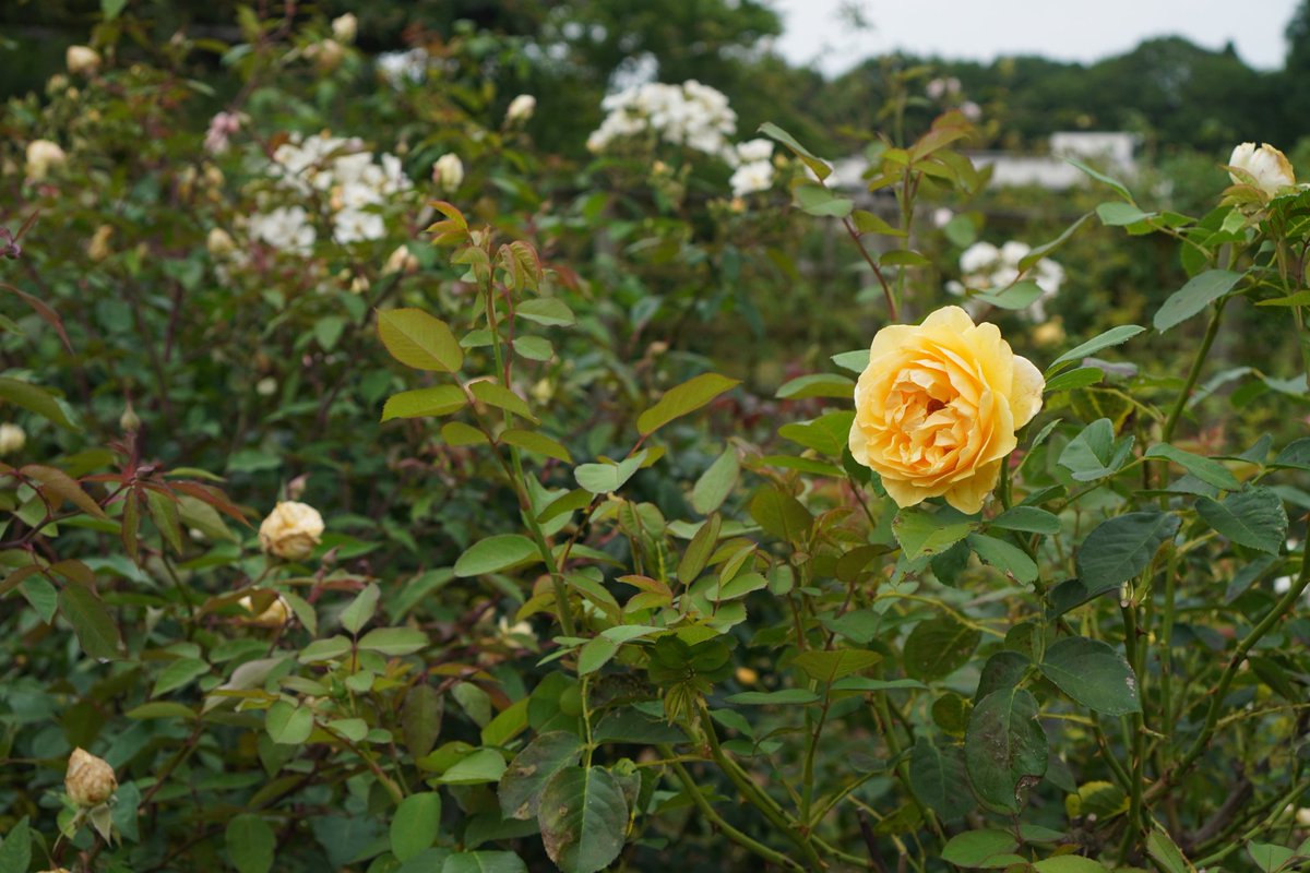 uduki0410's tweet photo. バラ園をウォーキング
#SonyCamera #SonyImagingEdge https://t.co/CNWcYZrOeq