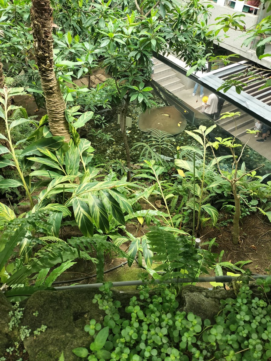 silbar1314's tweet photo. 昨日の散策記録🌱
クソデカ淡水エイ君いた https://t.co/QioLpnBYg5