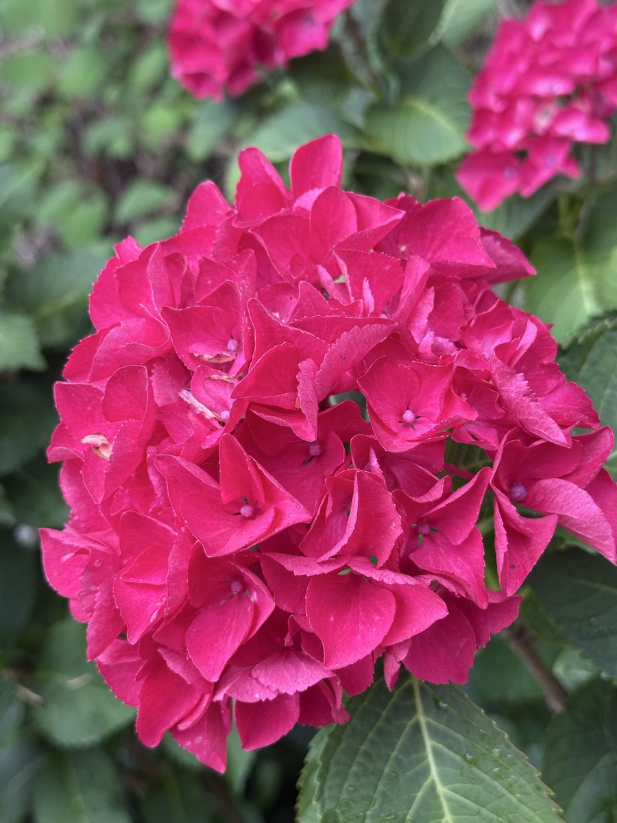 Irish__punk's tweet photo. 紫陽花 紫陽花 彩り豊かな紫陽花͛💠 https://t.co/vcZJMEtBBF