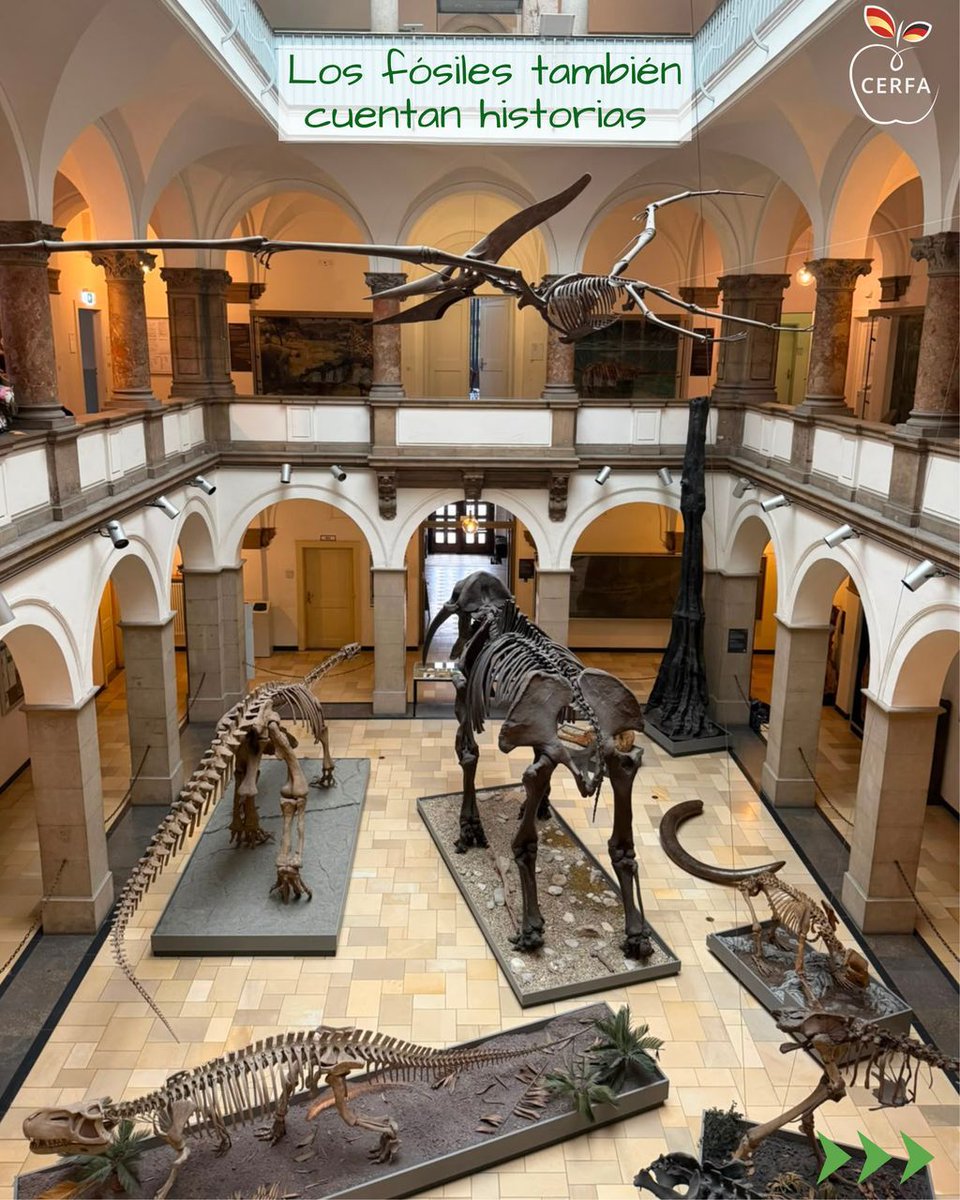 SociedadCerfa's tweet photo. 🦖 El viernes viajamos +200 millones de años al pasado en el Museo Paleontológico de Múnich con @ElenaPaleo  🔬

🪶 Archaeopteryx (Solnhofen)
🦣 Gomphotherium ≠ mamut (¡mira los dientes!)
🦕 Plateosaurus de Baviera

#CERFA #CERFABayern #Paleontologia #LaUnionHaceLaCiencia https://t.co/F3Cm7Q6hhP