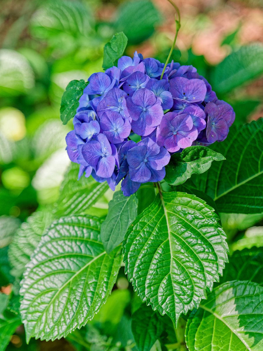 pjk301umeda's tweet photo. 紫陽花 💠🌿 ܸ

 #大阪城公園 https://t.co/LpMQoeDKOd