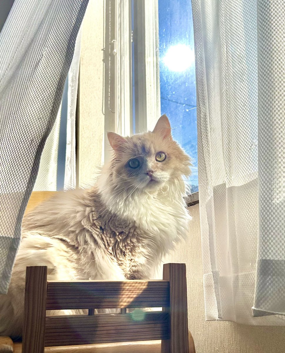 apollo_mui's tweet photo. 北海道にも夏がやってくる🌻☀️暑い☀️

＃猫　#猫のいる暮らし　#猫好きさんと繋がりたい　#スコティッシュフォールド https://t.co/6t3SY4AkXn