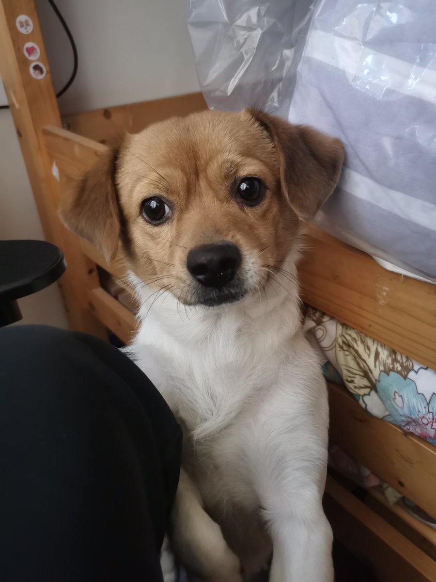 de_leslie's tweet photo. Watch my tiny pup turn into a bouncy best buddy in just 6 months  All the messy nibbles and silly zoomies make every day worth it—pet growth hits different! https://t.co/Viq8QAdzN7