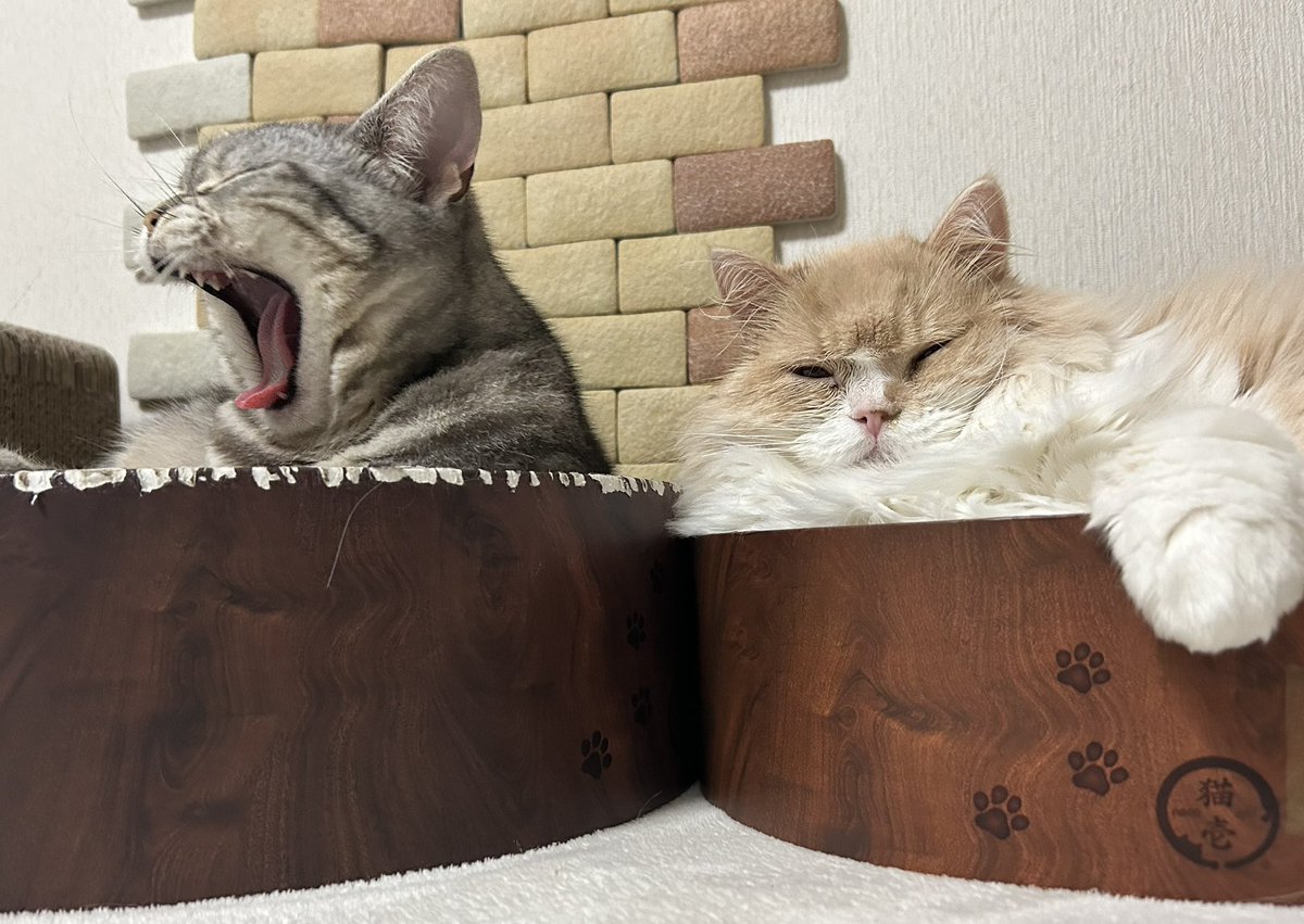 apollo_mui's tweet photo. なんだか忙しくて全然ポスト出来てないけど元気です🐱✨

＃猫　#猫のいる暮らし　#猫好きさんと繋がりたい　#スコティッシュフォールド　#アメリカンショートヘア https://t.co/RxQ6FRDVT9