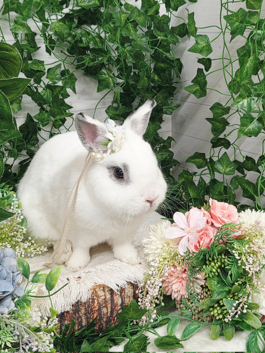 bluelystorm's tweet photo. 休日は🐰さんにサービスする日なのでグルーミングサロンに行ってきました
今行っているところは最後に素敵なステージで撮影タイムがあるのがとても良い…🌹🐰✨ https://t.co/QHtDjPA4C5