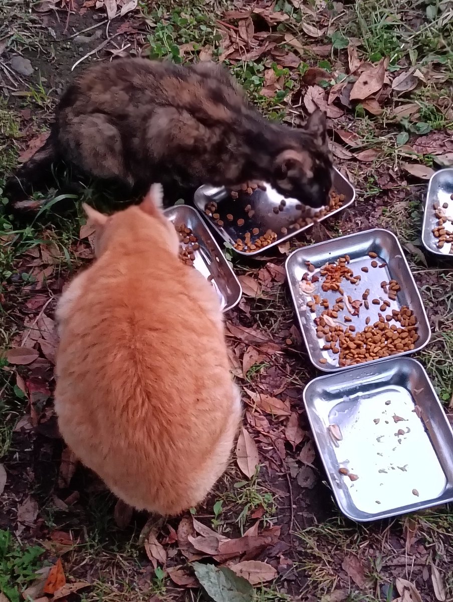 HNmw9LJPRsikAzv's tweet photo. 最近、大シャム君を見なくなりまさした…。
他でもご飯貰っている猫だったのですが、姿見せないのは心配です。😿
黒ボスちゃんも縄張り移動してしまいました…。 https://t.co/ZrhziyjCqs