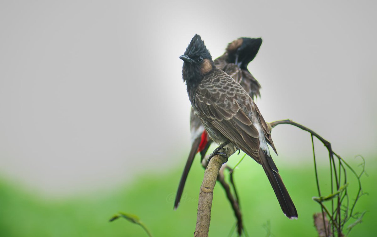 Jayanta Mallabaruah tweet media