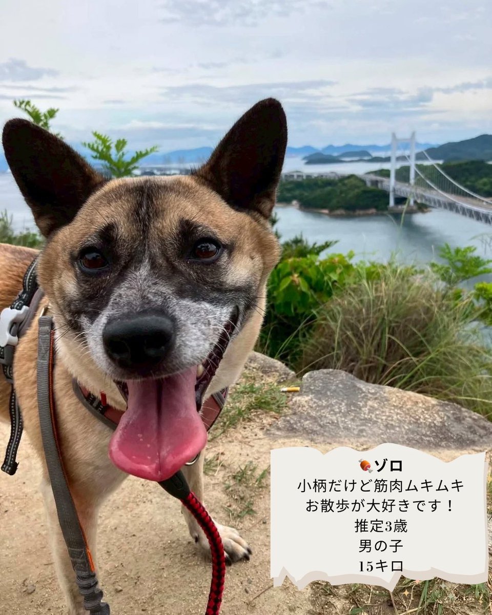 shiawasenotanet's tweet photo. 【岡山県譲渡会のお知らせ】②

🐶ゾロ

https://t.co/a6mtaC5ERp

🐶ピーチ

https://t.co/YHwkfmpU6w

学生愛護団体「ワンニャンピースマイル」さんも参加予定です！

保護犬たち���実際に触れ合い、それぞれの魅力を感じていただける機会です✨ご家族を探している子たちに、ぜひ会いに来てください https://t.co/pjOeH8w3hy