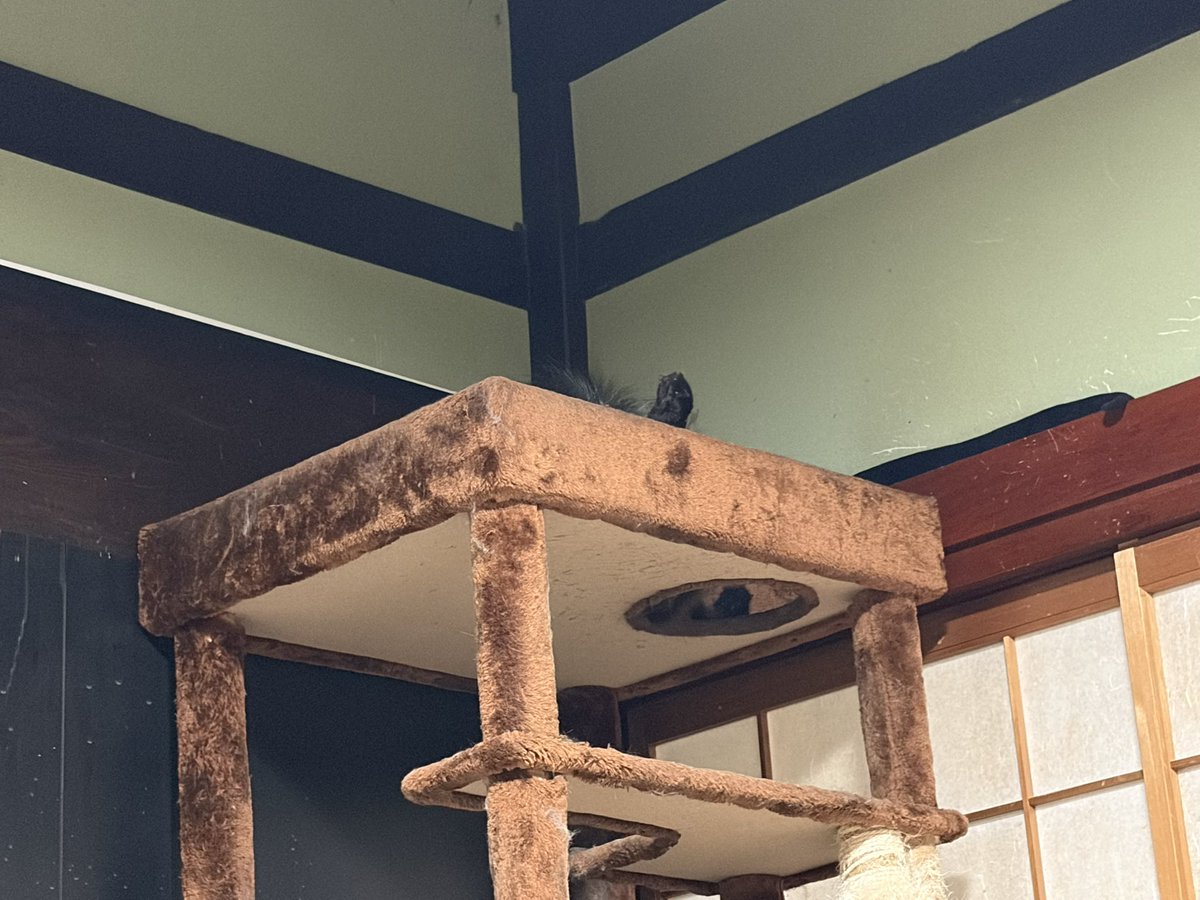 RENxGEH's tweet photo. お分かりいただけただろうか。

キャットタワーの天井から(多分)足が出ていることを。 https://t.co/RQpNyN3r9R