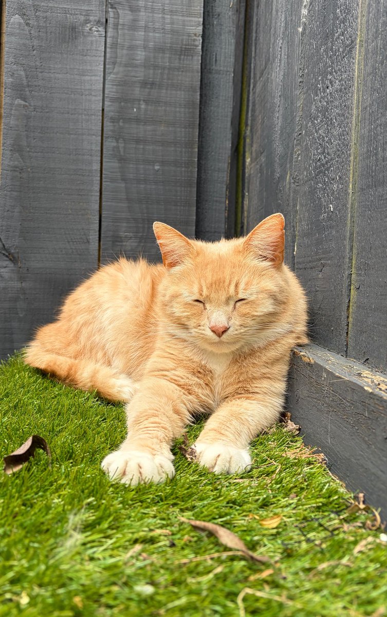 erics_escapades's tweet photo. Good morning pals, I’ve allowed the purrents a little lie in this morning on the condition they increase their play time in garden with me . In the meantime, I’ve found a little sun puddle to relax . Have a beautiful day everyone 😸🧡☀️ #adoptdontshop #rescuecats https://t.co/RcJkeikrR3