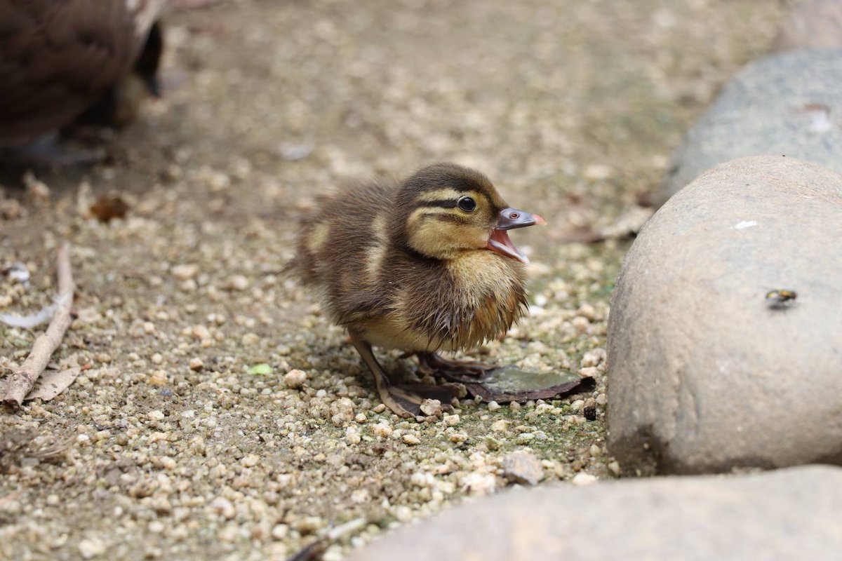 東武動物公園【公式】リュウくん tweet media
