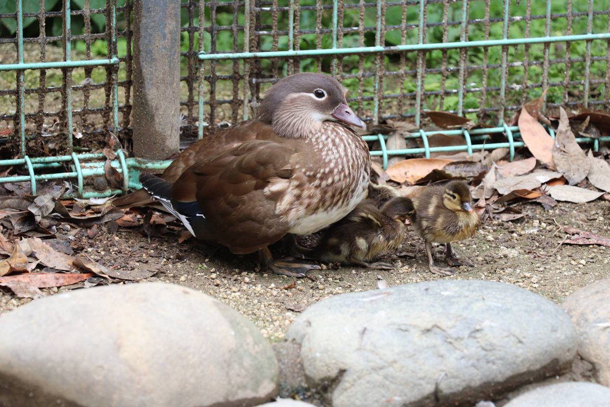 東武動物公園【公式】リュウくん tweet media