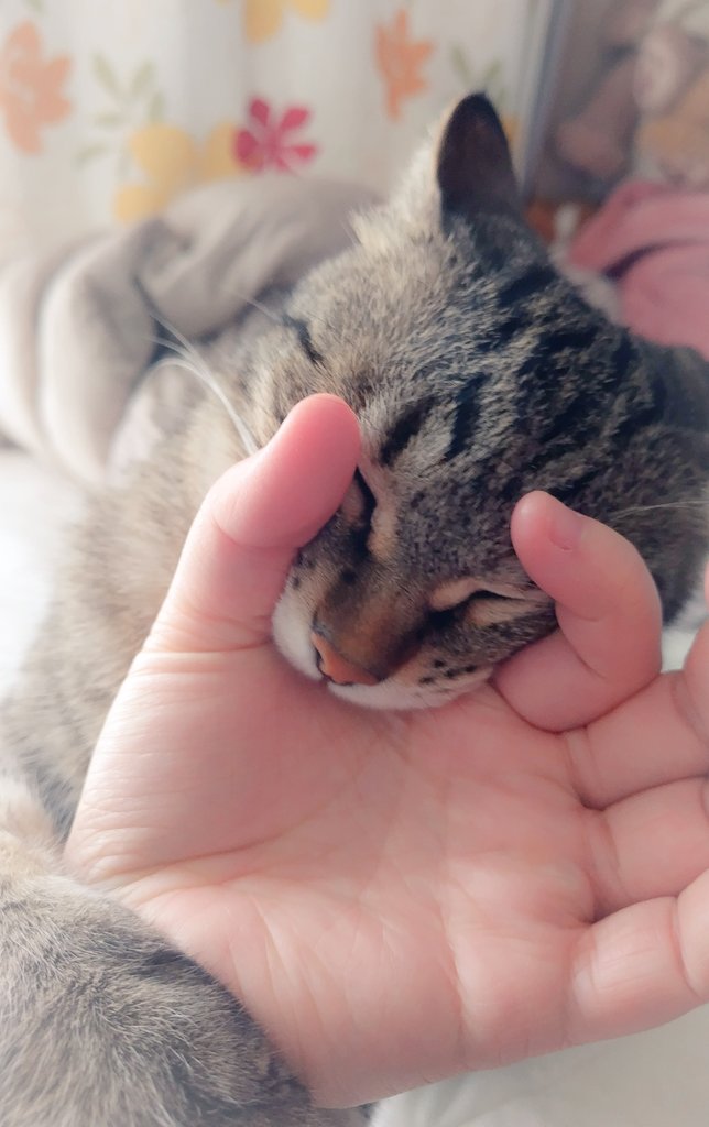 cat_56chan's tweet photo. おててうまいうまい祭りやめて https://t.co/7Y7mDF9GuR