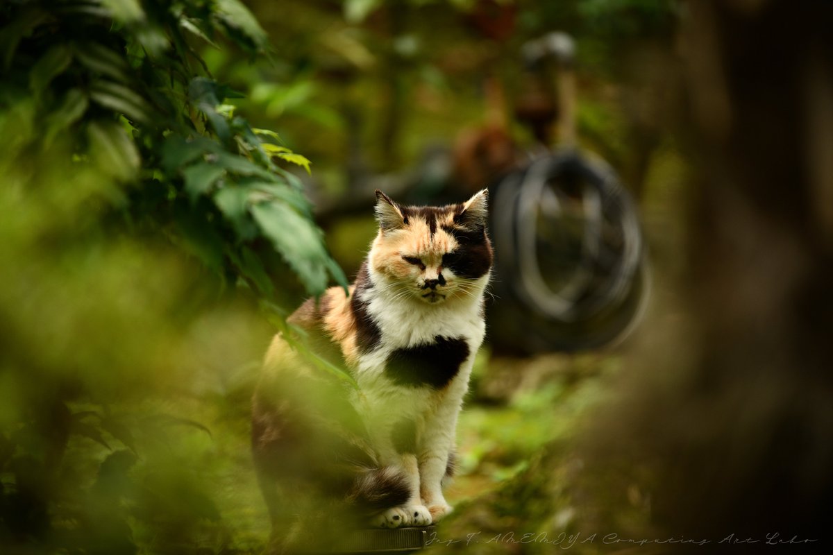 JayCus33's tweet photo. 近所散歩。
久しぶりにD850とAF-S 70-200mm f/2.8Eを引っ張り出してきた。相変わらずの爆速AFとバッキバキの解像。撮って出しです。
#写真好きな人と繋がりたい #SnapShot #photography #NIKON #NIKKOR #DSLR https://t.co/aAllcocB7B