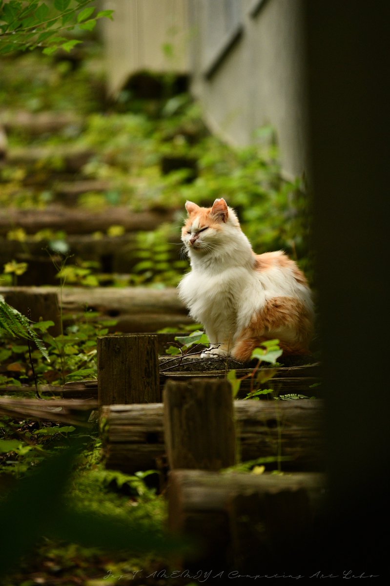 JayCus33's tweet photo. 近所散歩。
久しぶりにD850とAF-S 70-200mm f/2.8Eを引っ張り出してきた。相変わらずの爆速AFとバッキバキの解像。撮って出しです。
#写真好きな人と繋がりたい #SnapShot #photography #NIKON #NIKKOR #DSLR https://t.co/aAllcocB7B