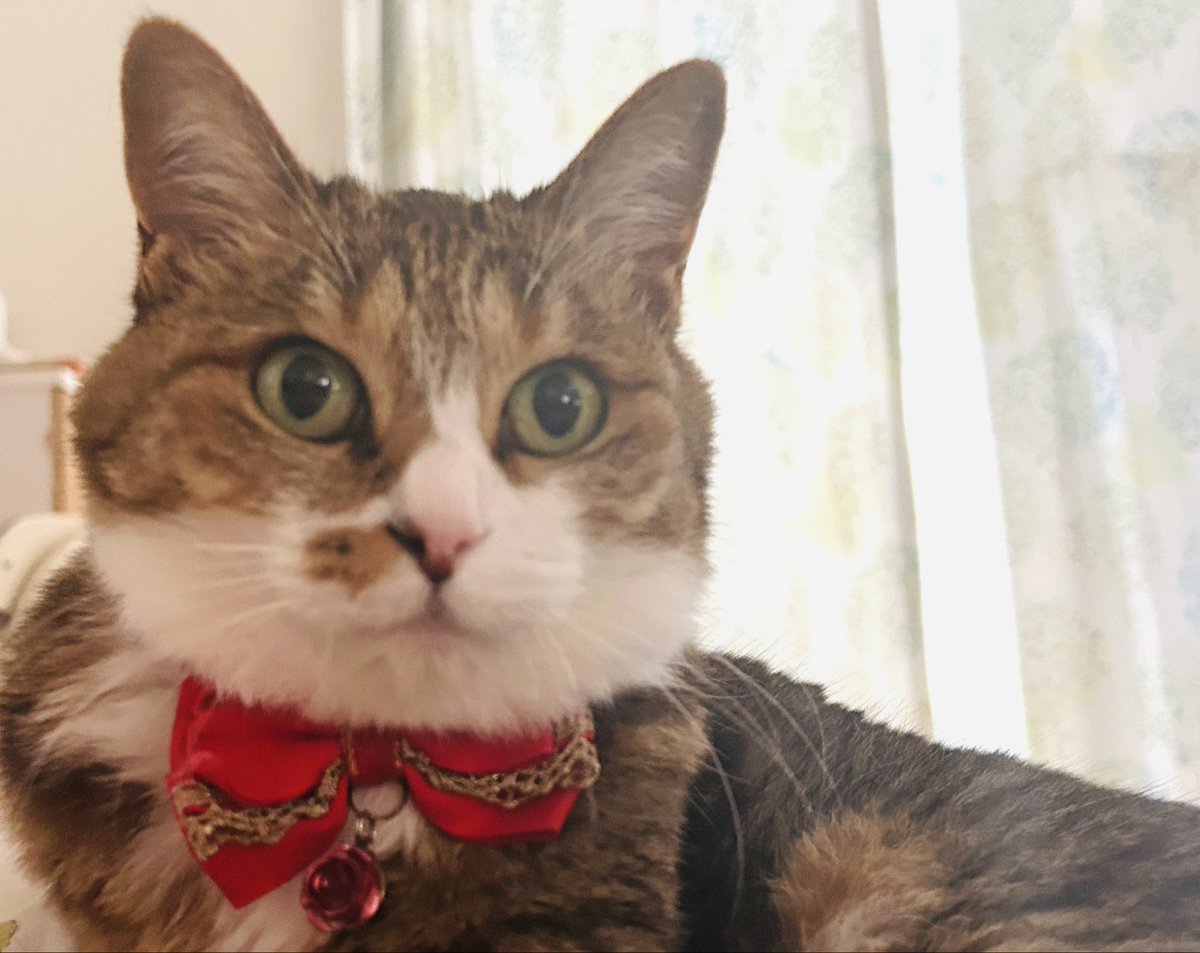 Kate46534884's tweet photo. おきないでつか？？

(起きてるけど布団の中でポチポチ中w

#猫
#保護猫 https://t.co/mw3GG8dNJk
