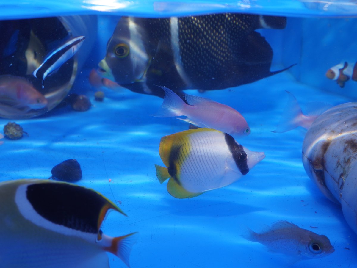 AF_BlueHarbor tweet picture