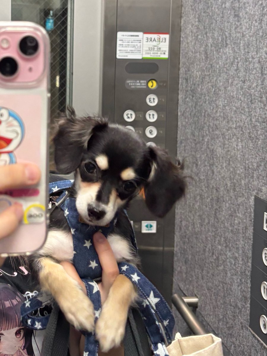 O__O153's tweet photo. いつどんな時もわたしの天使なの https://t.co/eRdnlI69Vr