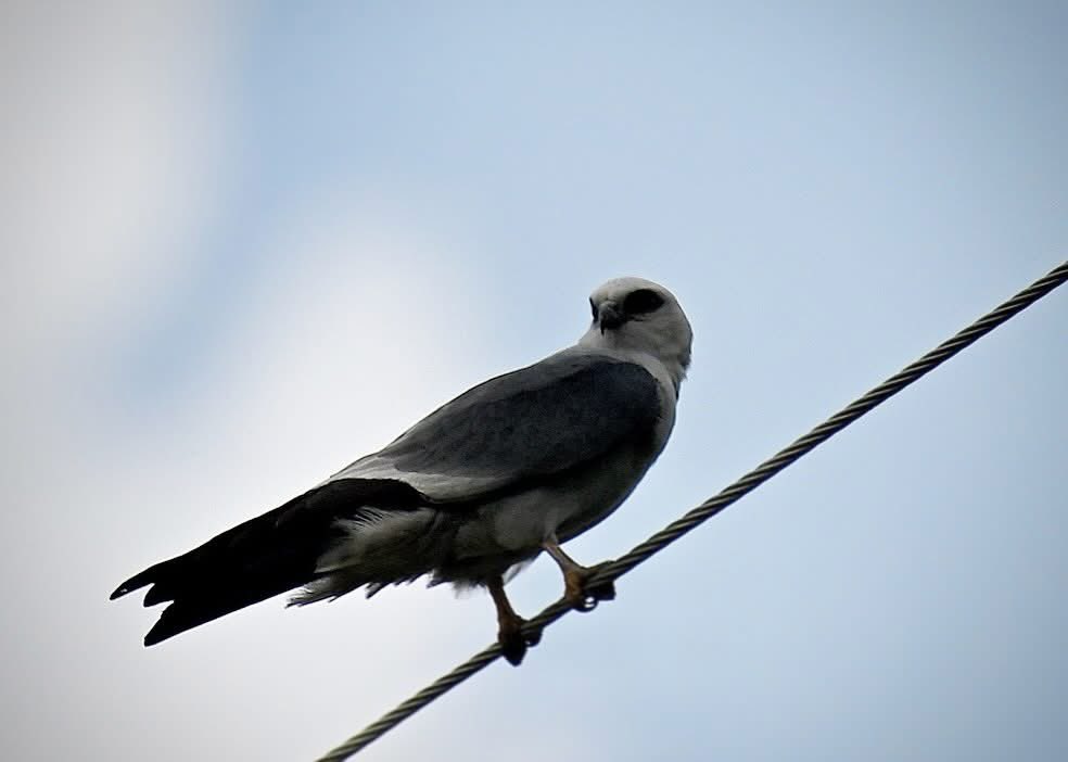 PhilFountain's tweet photo. We hit up some birding spots in Katy yesterday. There were some fun finds, including a juvenile red bellied woodpecker and a rookery of herons and egrets… https://t.co/U61g0DuLxr