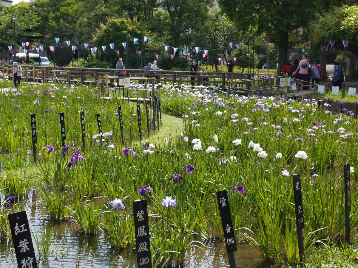 HiAmutsuki's tweet photo. 2026年6月11日
東京都足立区『しょうぶ沼公園』
多くの種類の花菖蒲があり、見頃後半のようでした。
#花しょうぶ #ハナショウブ #6月の花 https://t.co/7Slix8ueNZ