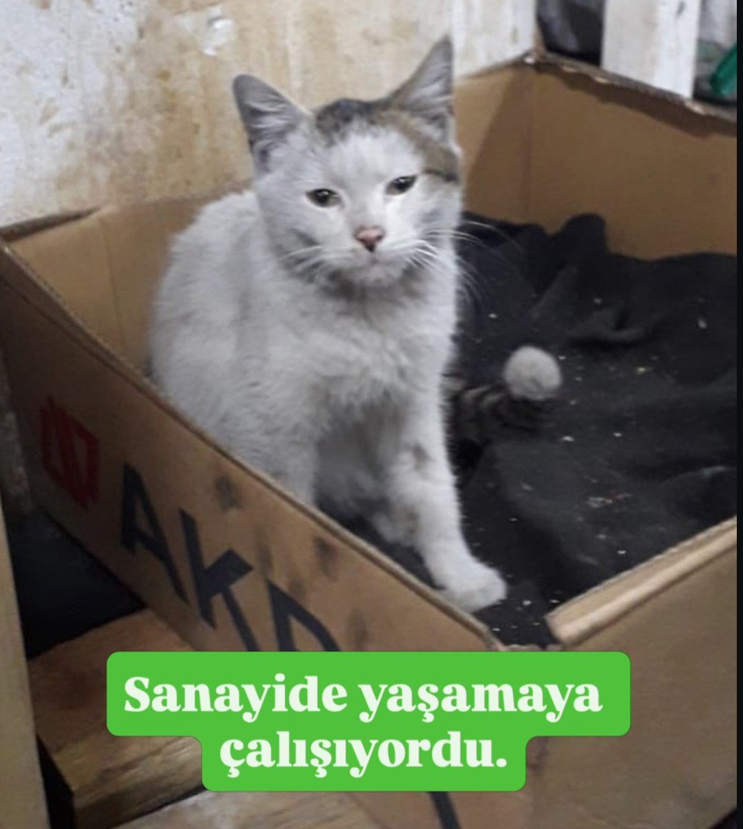 gagahaberyeni's tweet photo. Bir sosyal medya kullanıcısı,  sahiplendiği kedisinin son halini paylaştı:

"Sanayide yaşamaya çalışıyordu. Şimdi ise evin kurbağa patronu." https://t.co/XNPI5yEHrA