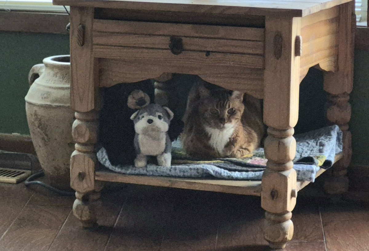 Renee4Animals's tweet photo. @PhilSledge Bella hanging with her stuffed friends https://t.co/L58QYEnVwi